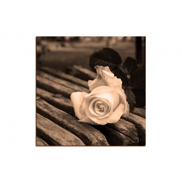 Obraz na plátně - Bílá růže na lavici - čtverec